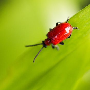 聊聊游戏测试中bug的“一生”